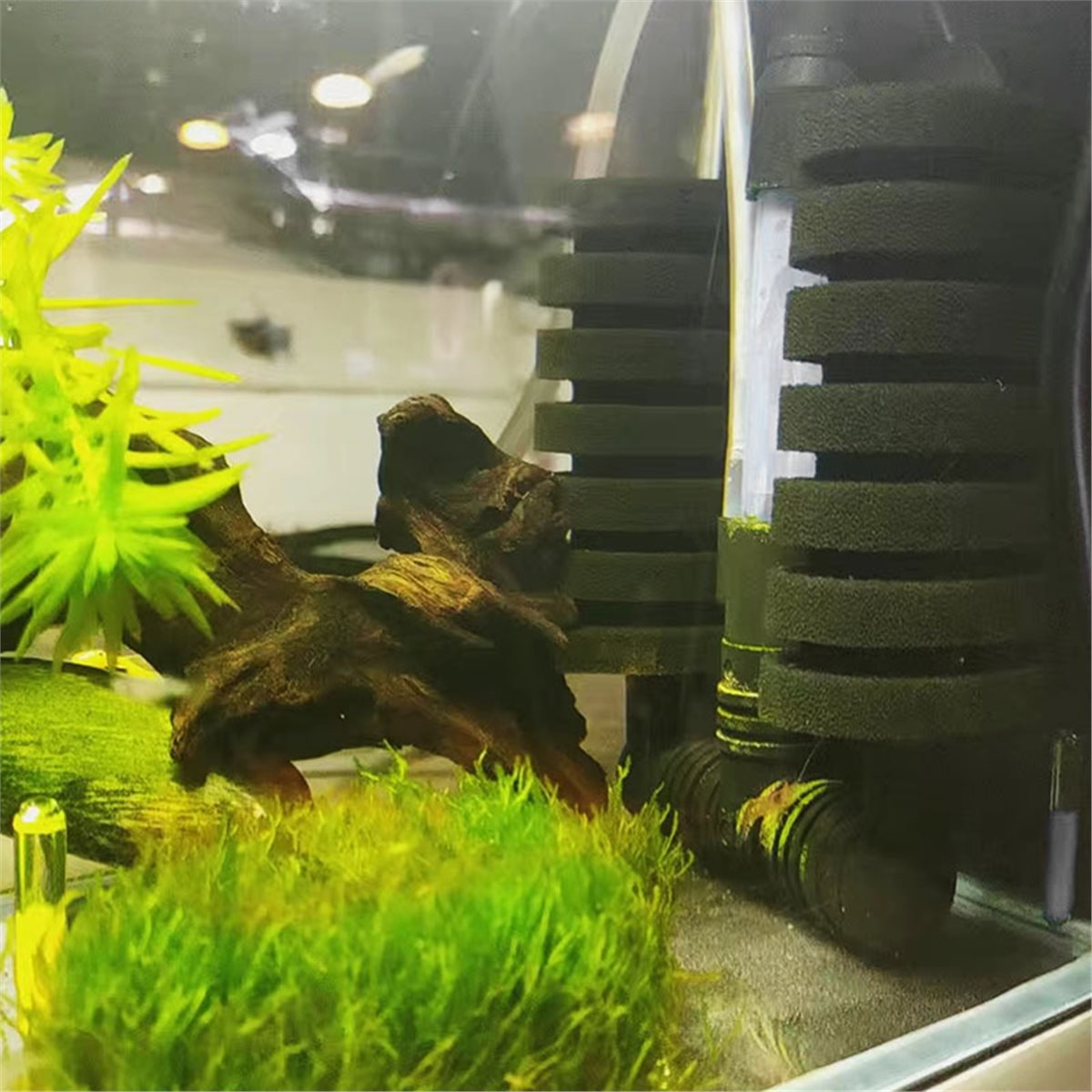 【OLMAZ GELMEZ MIŞARIMDAN GELME - Aquarium Fish List incelemesi ve fiyatı